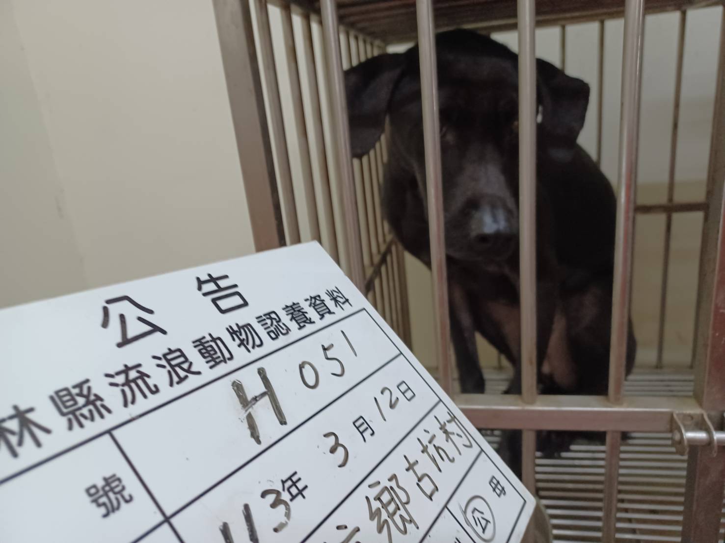 雲林縣已領養狗 混種犬