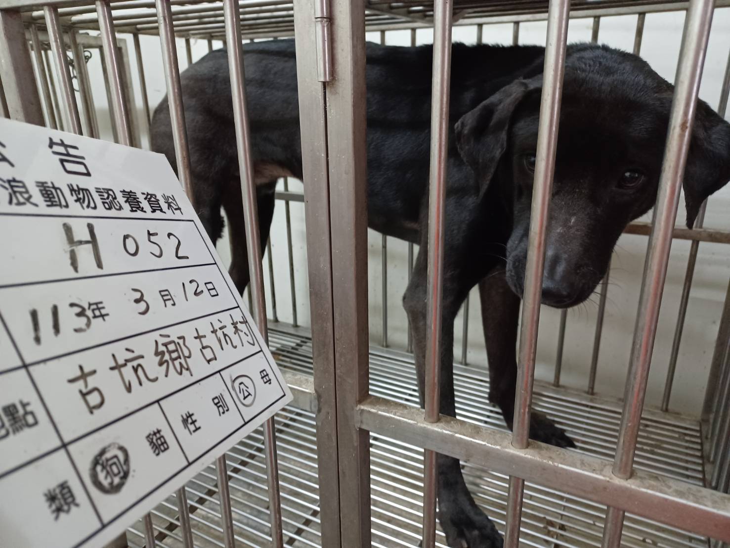 雲林縣已領養狗 混種犬
