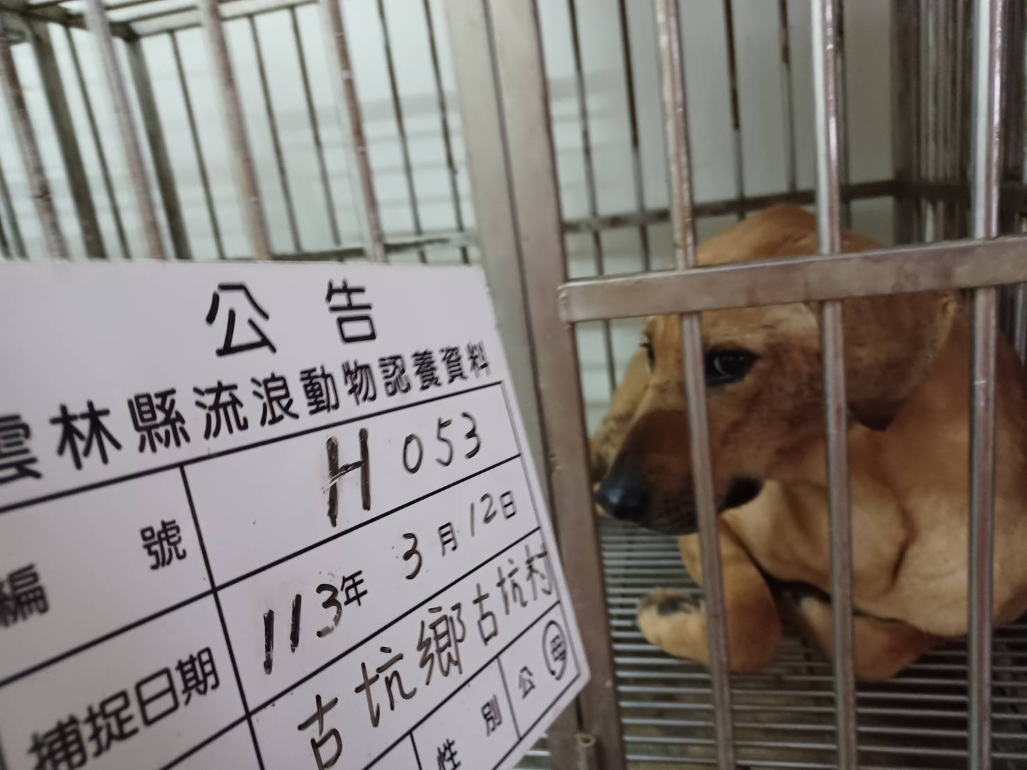 雲林縣已領養狗 混種犬
