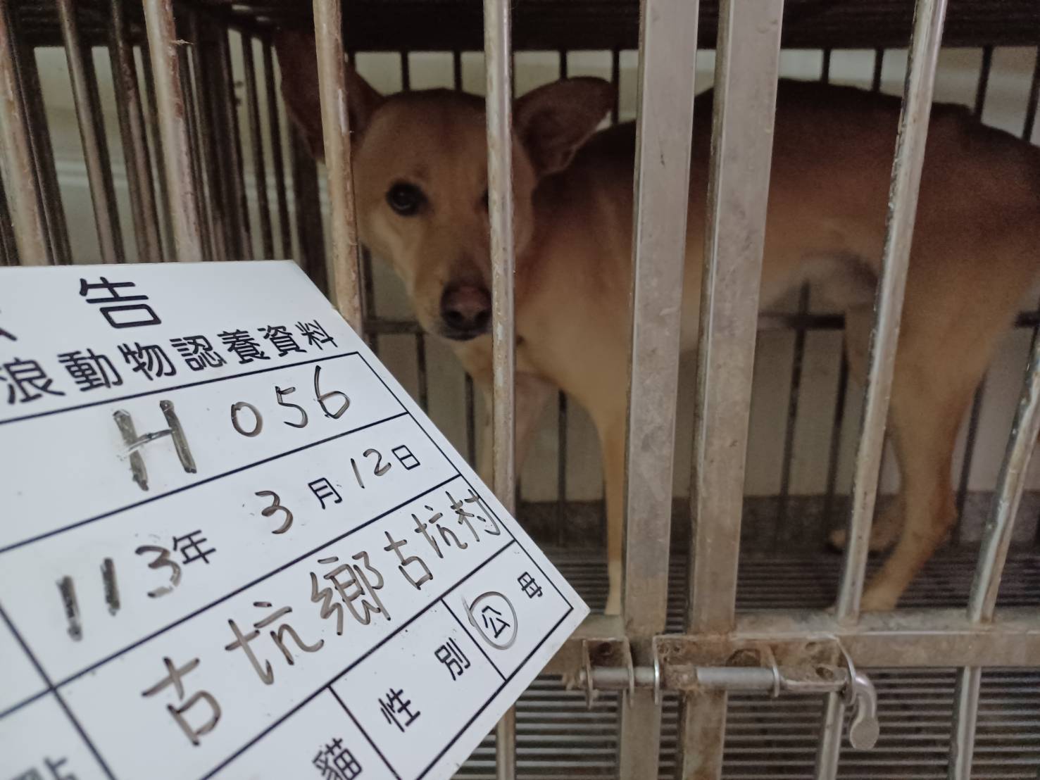 雲林縣已領養狗 混種犬