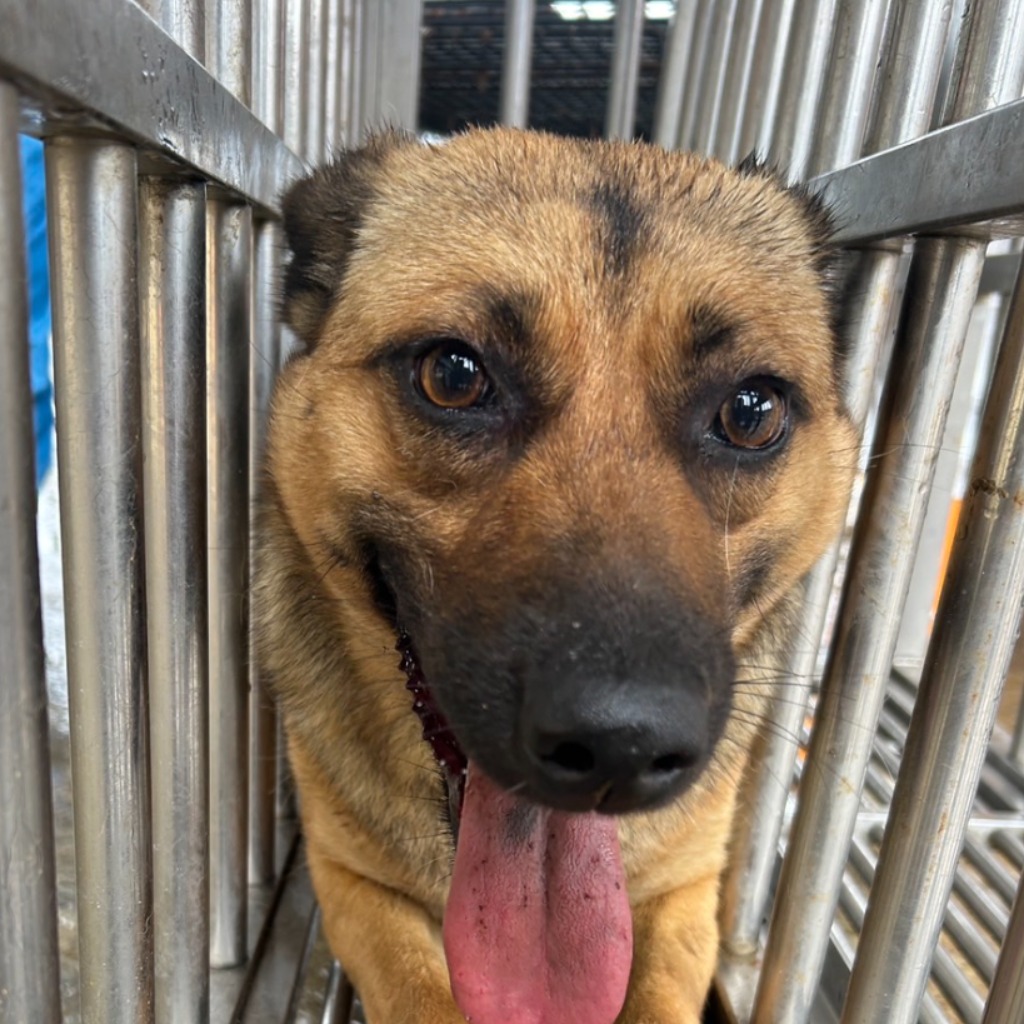 澎湖縣已領養狗 混種犬