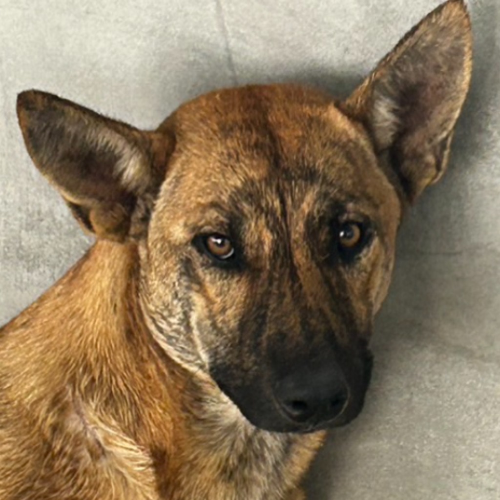 澎湖縣已領養狗 混種犬