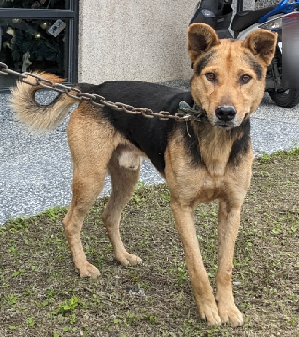 花蓮縣已領養狗 混種犬