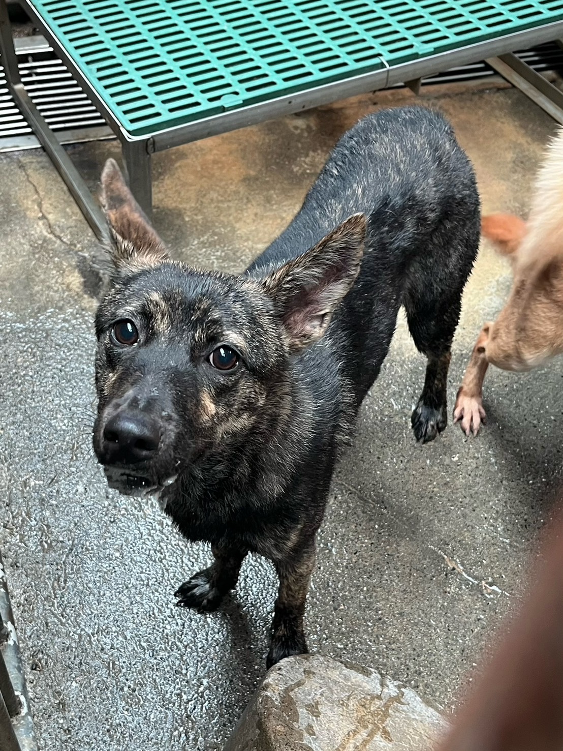 彰化縣已領養狗 混種犬