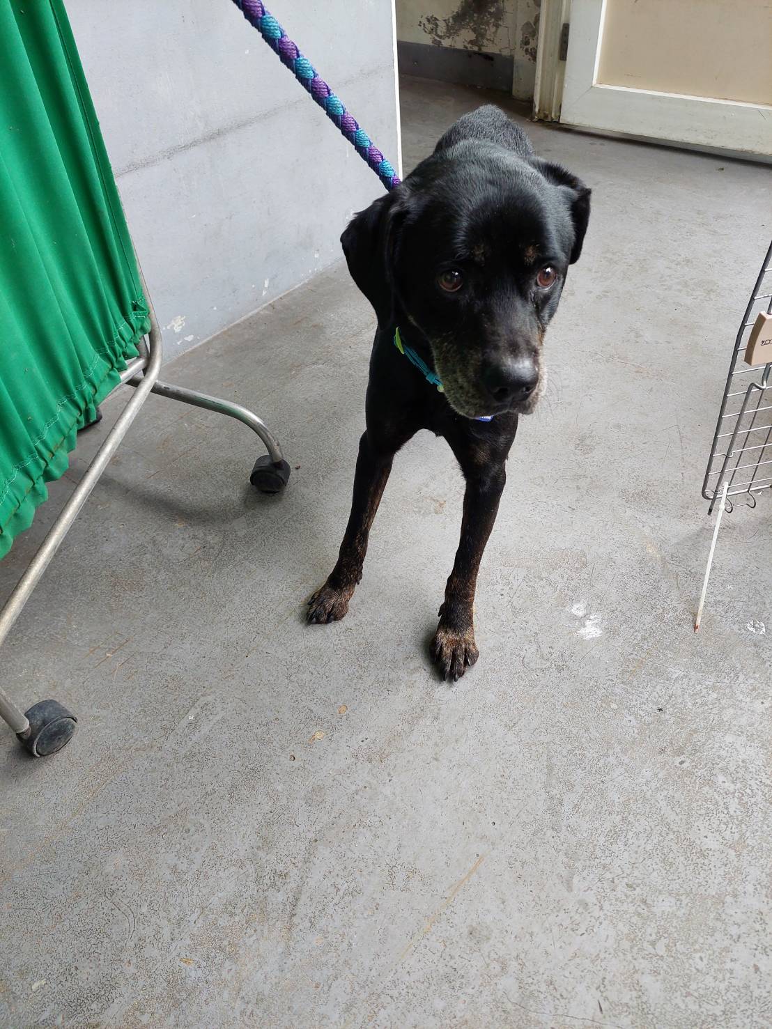 新北市已領養狗 混種犬