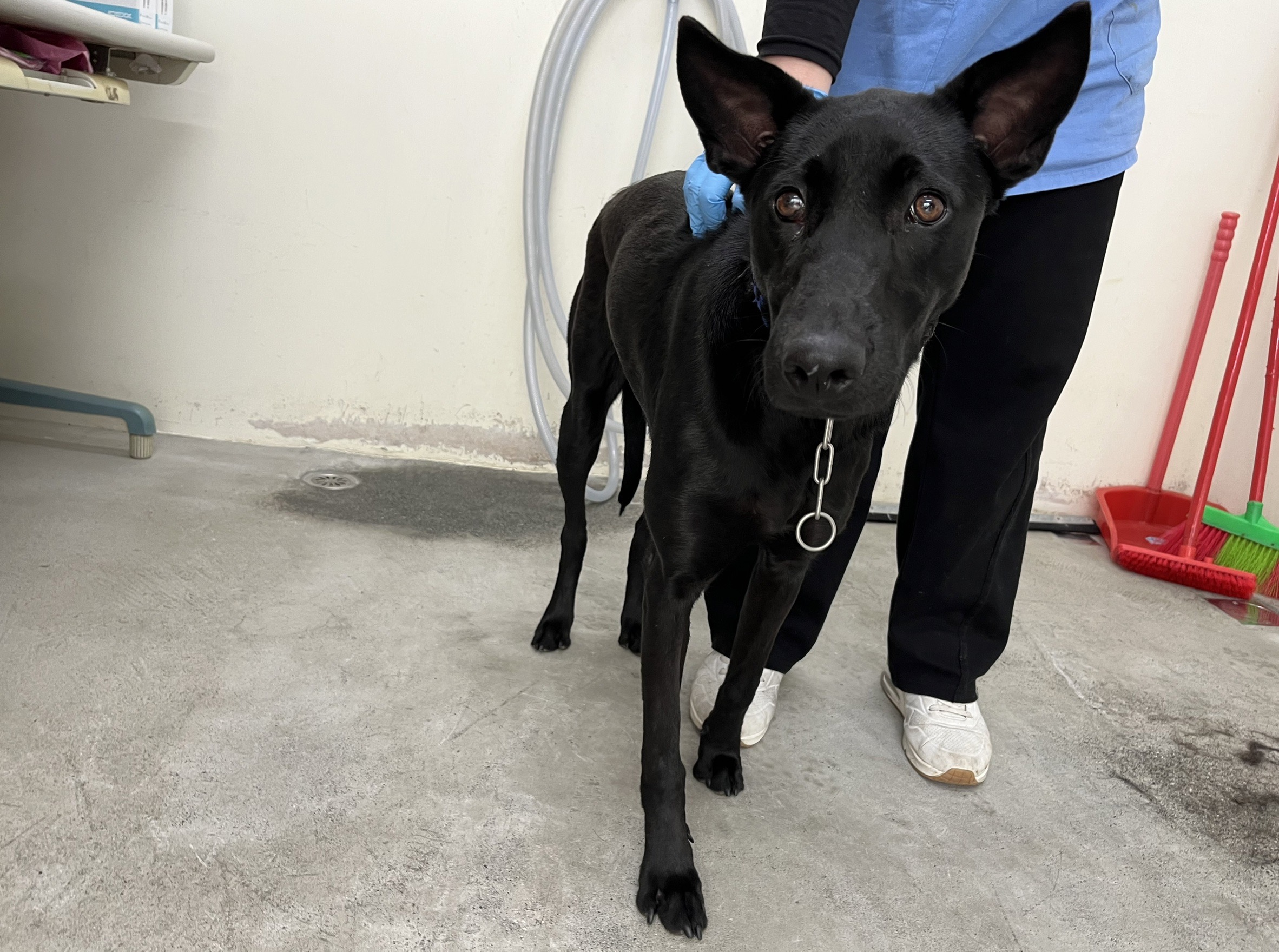 台北市已領養狗 混種犬