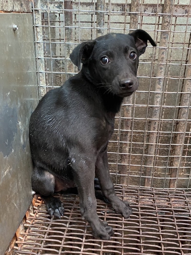 彰化縣已領養狗 混種犬