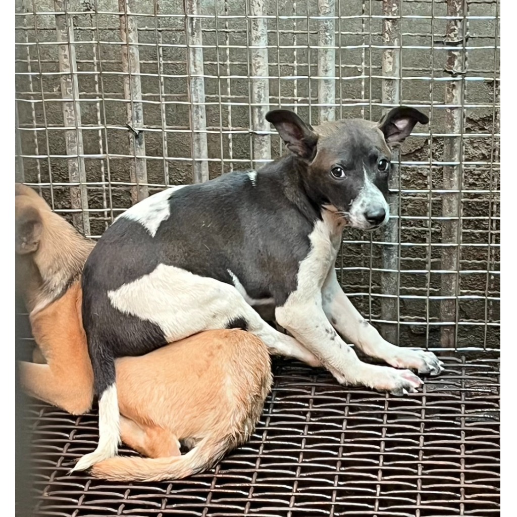彰化縣已領養狗 混種犬