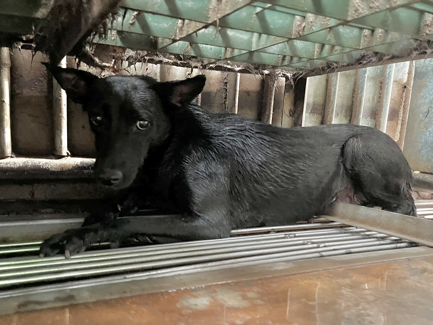 彰化縣已領養狗 混種犬