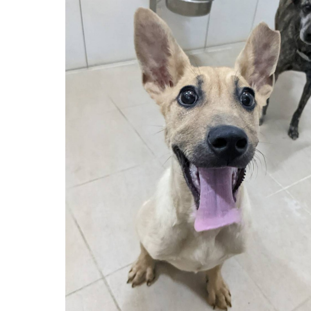 新竹縣已領養狗 混種犬