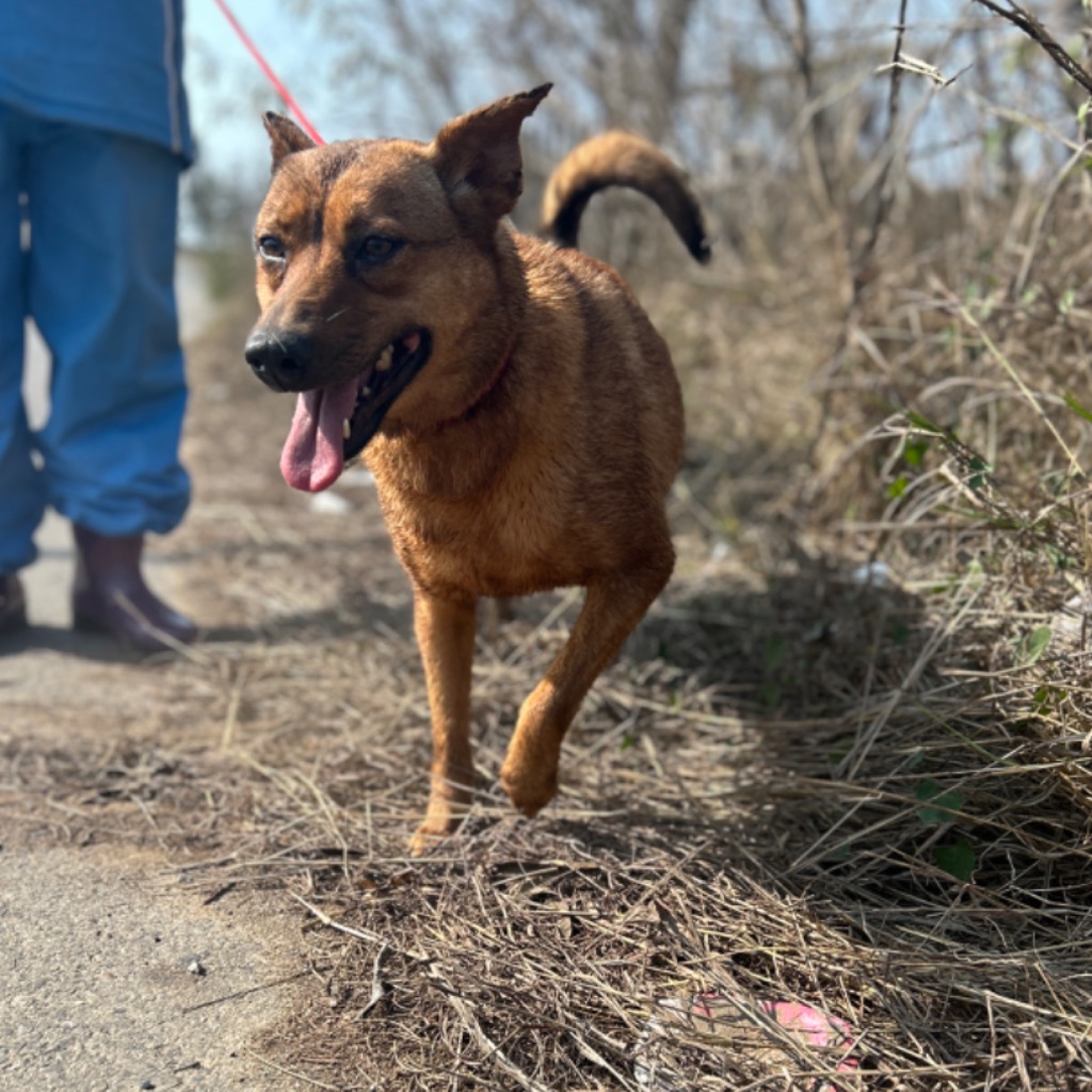 澎湖縣已領養狗 混種犬