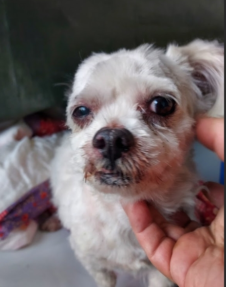 新北市已領養狗 瑪爾濟斯犬