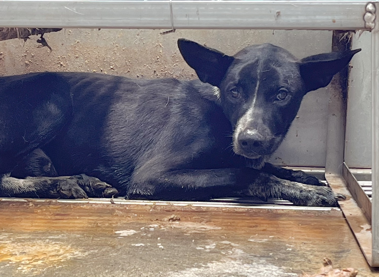 彰化縣已領養狗 混種犬