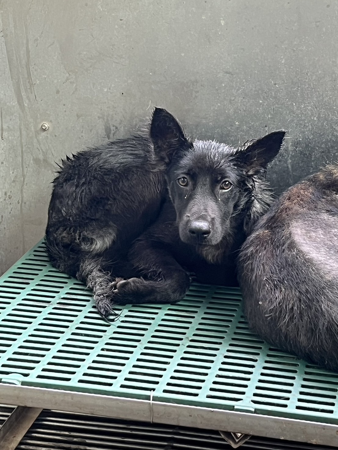 彰化縣已領養狗 混種犬
