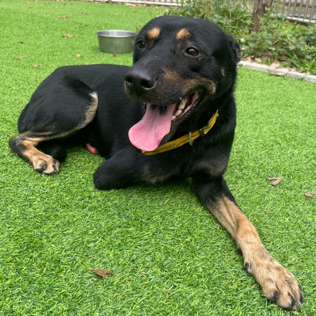 新竹縣已領養狗 混種犬