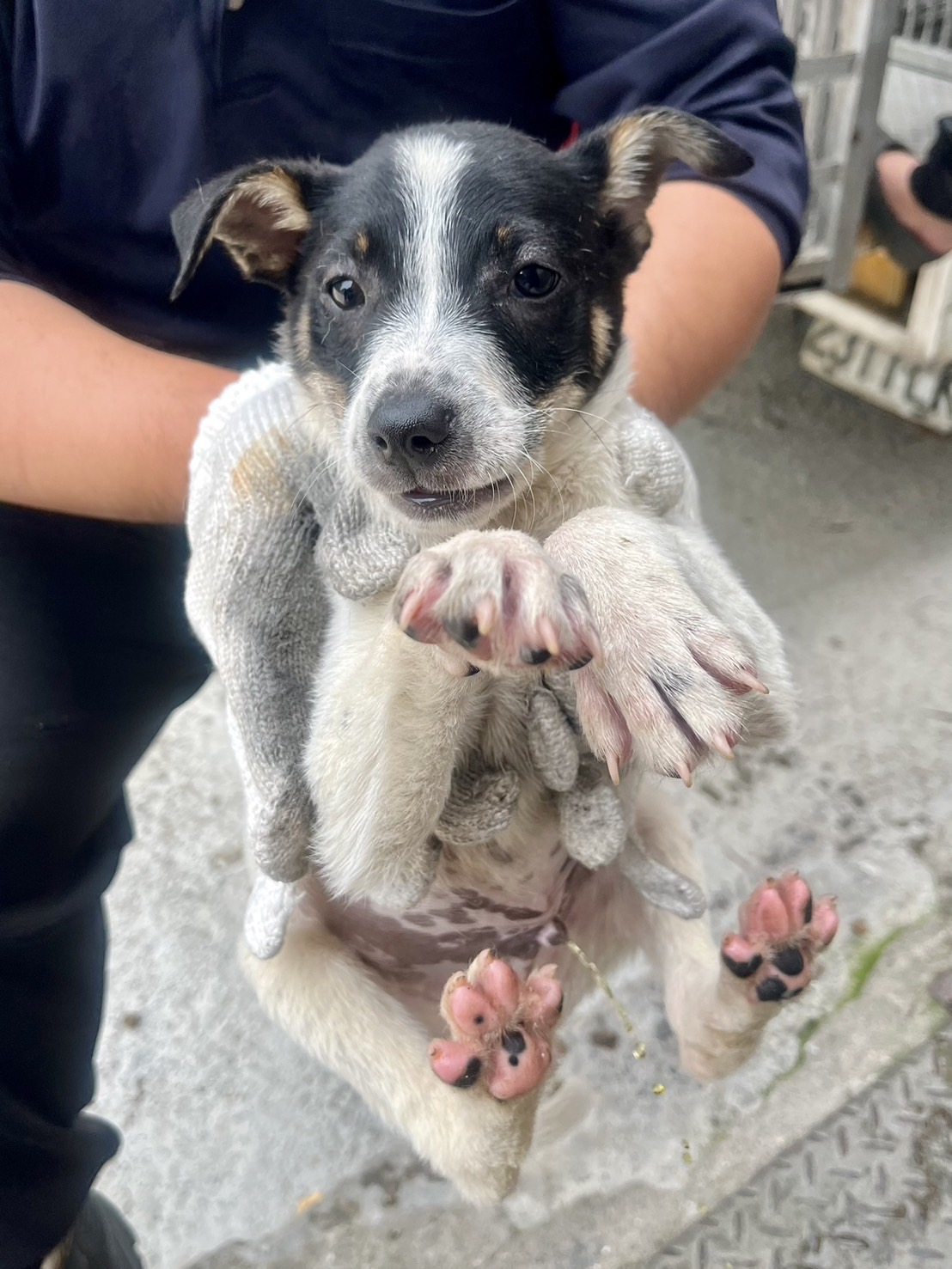 彰化縣已領養狗 混種犬