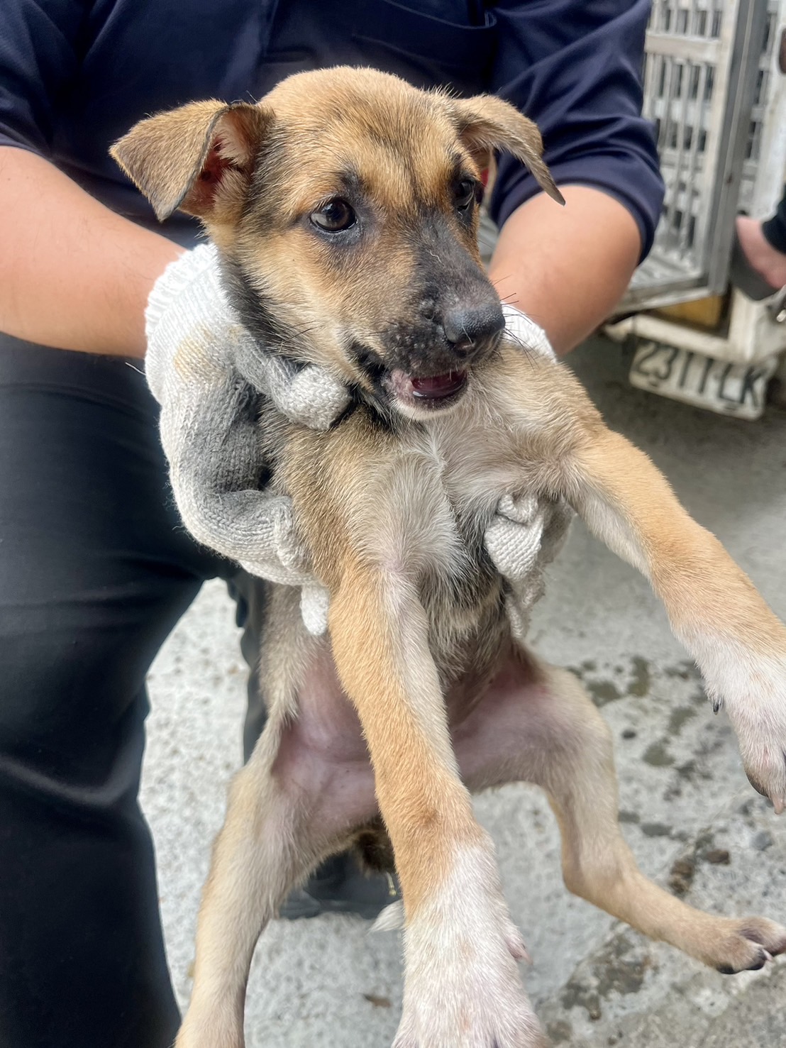 彰化縣已領養狗 混種犬