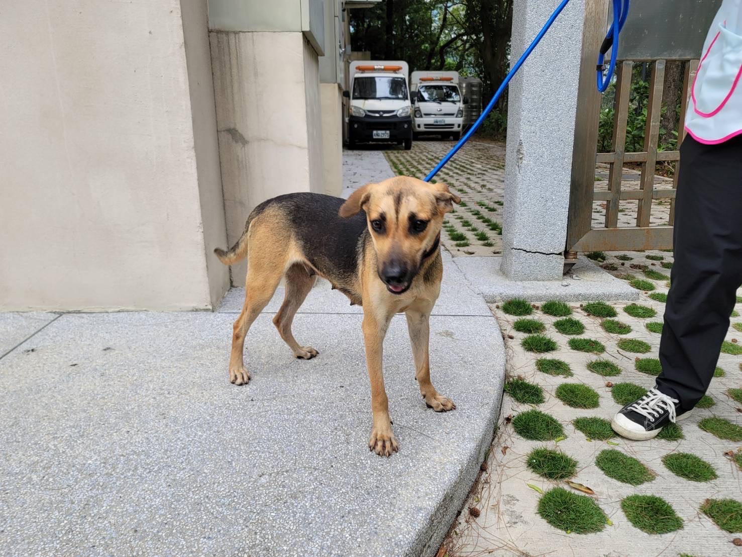 新竹市已領養狗 混種犬