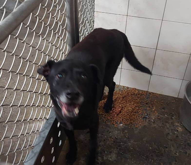 新北市已領養狗 混種犬
