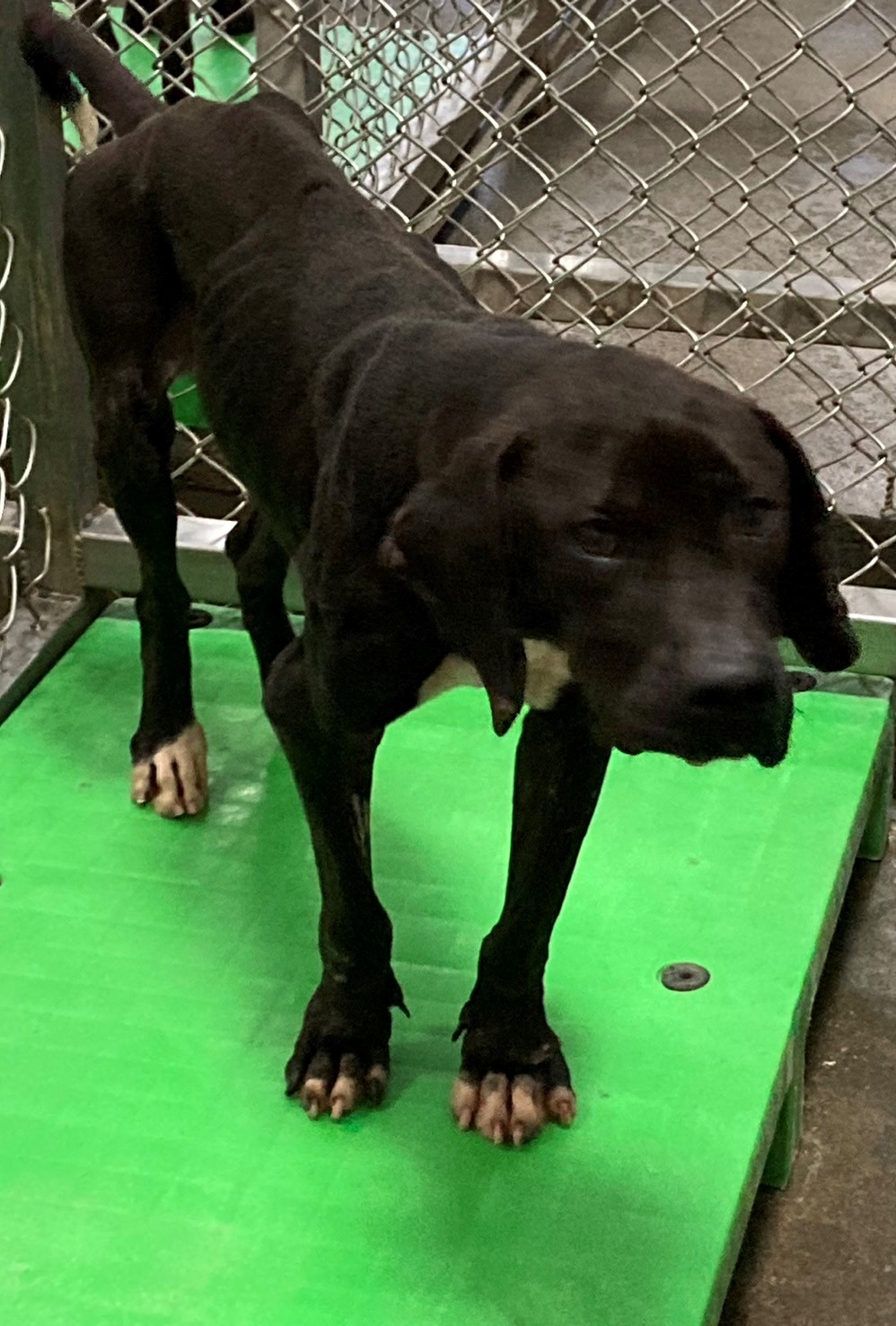 台東縣已領養狗 混種犬