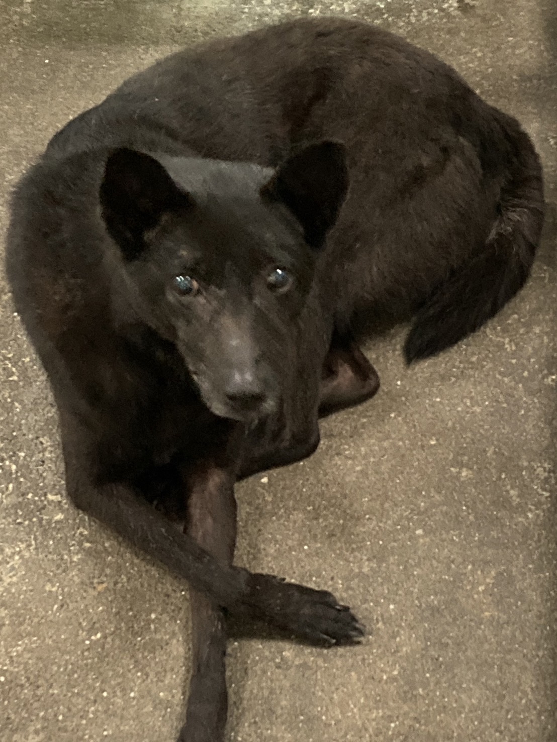 台東縣已領養狗 混種犬