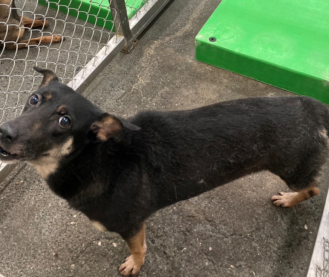 台東縣已領養狗 混種犬