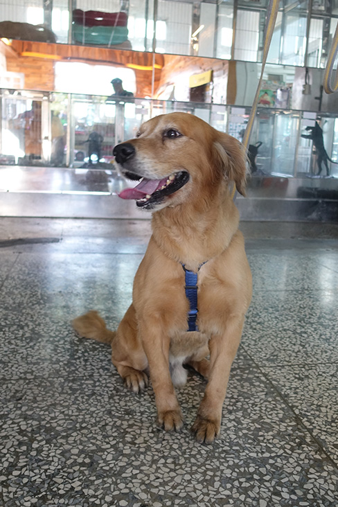 宜蘭縣已領養狗 黃金獵犬