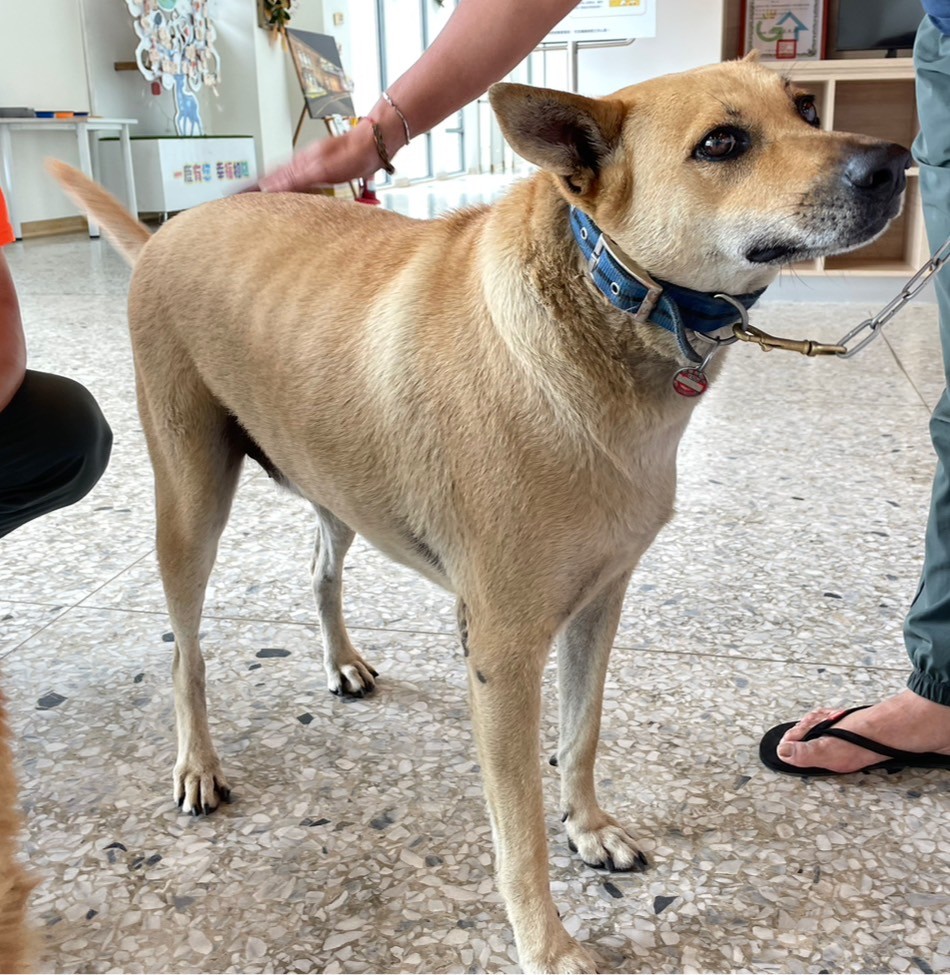 花蓮縣已領養狗 混種犬
