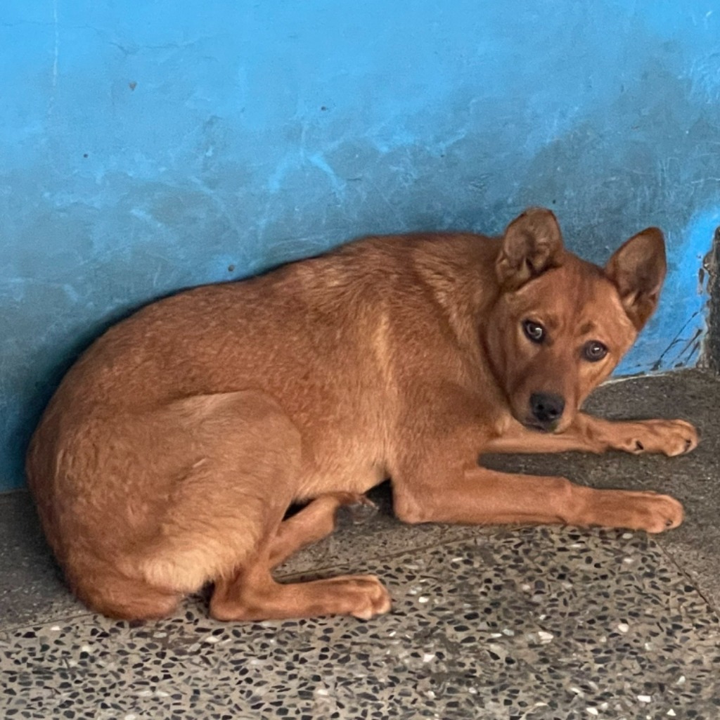 苗栗縣已領養狗 混種犬