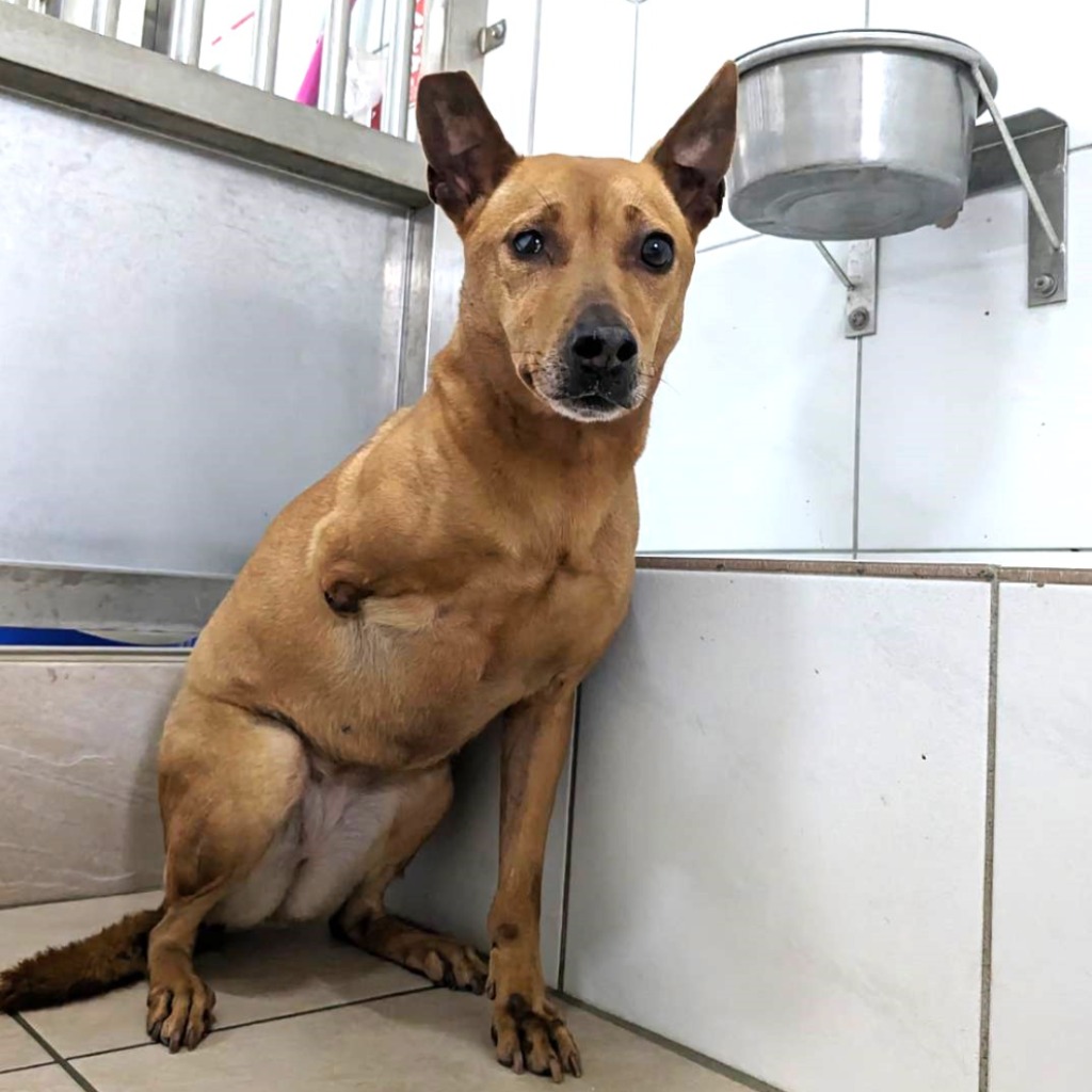 新竹縣已領養狗 混種犬