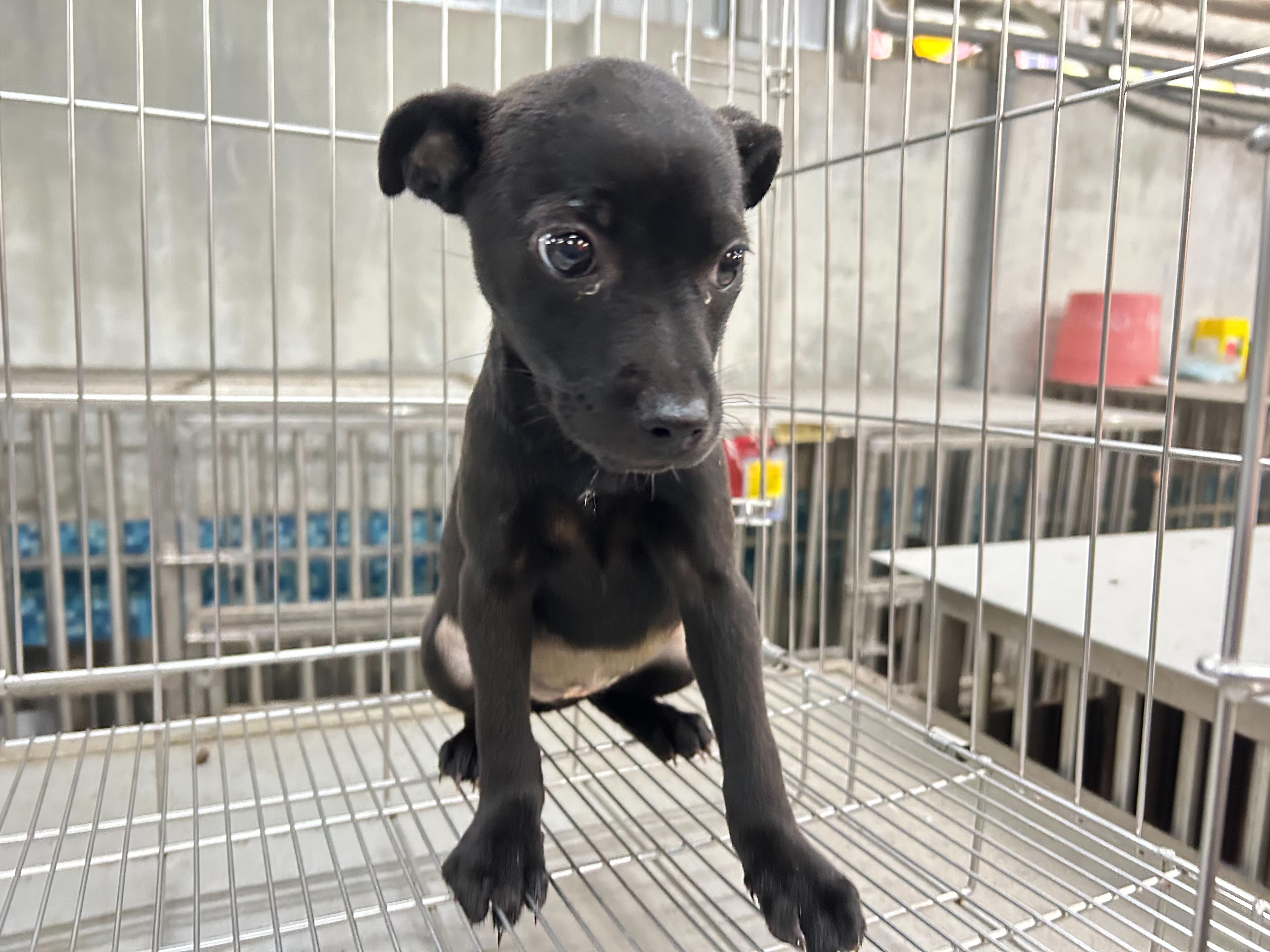 新北市已領養狗 混種犬