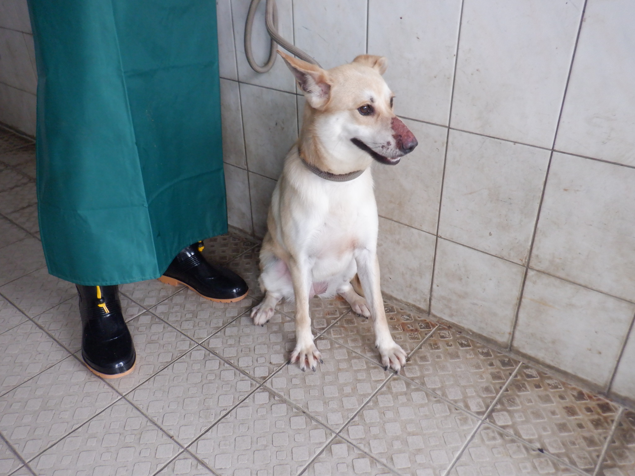 南投縣已領養狗 混種犬