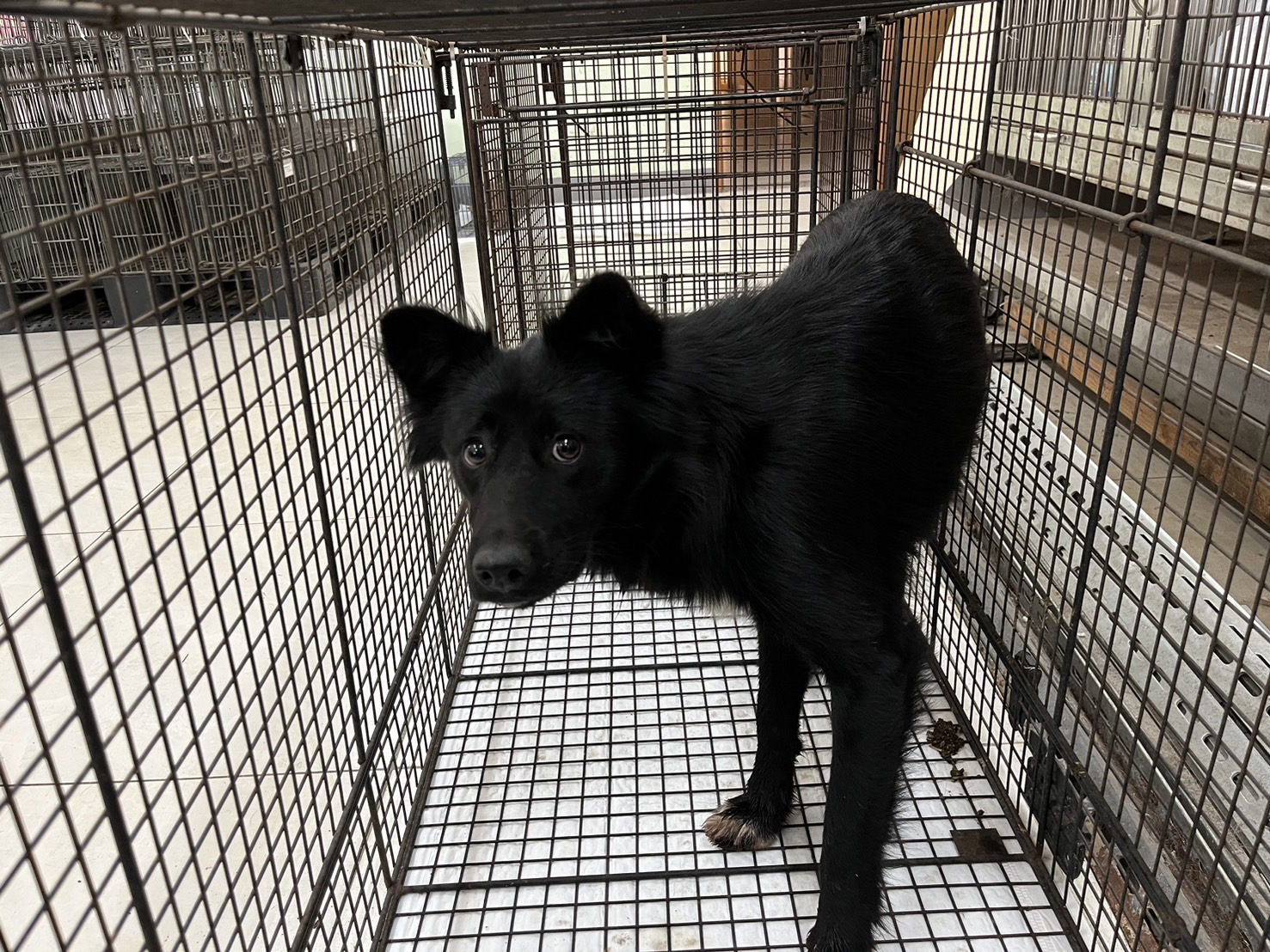 金門縣已領養狗 混種犬