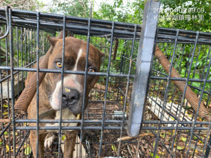 金門縣待認養狗｜混種犬｜棕白色｜母