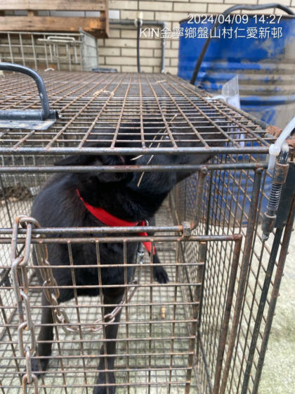 金門縣待認養狗｜混種犬｜黑色｜母
