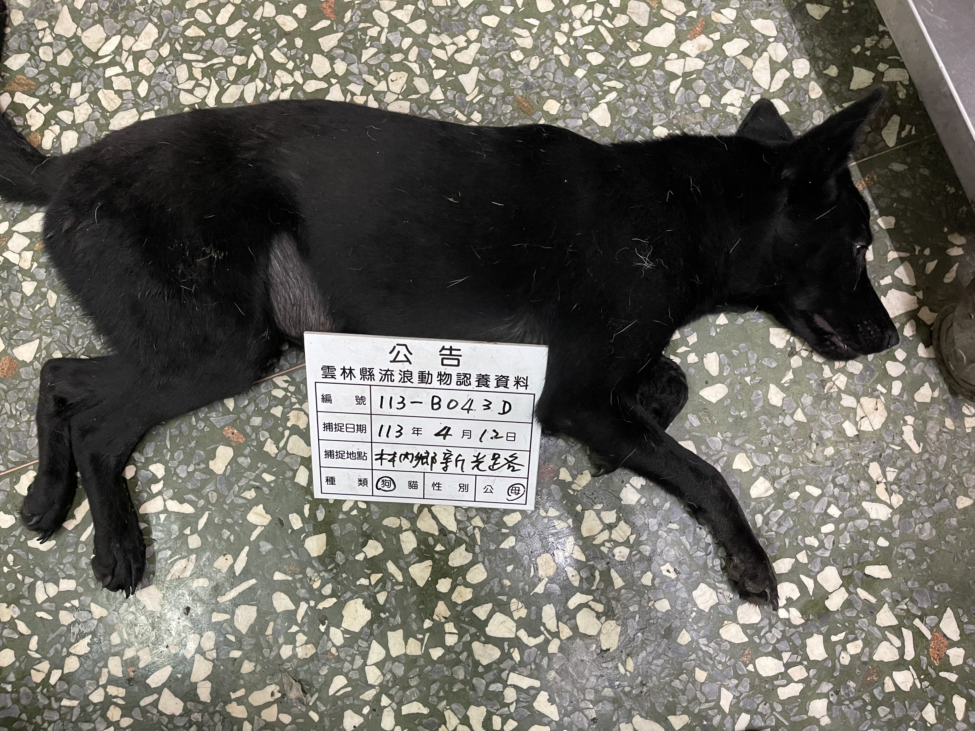 雲林縣已領養狗 混種犬