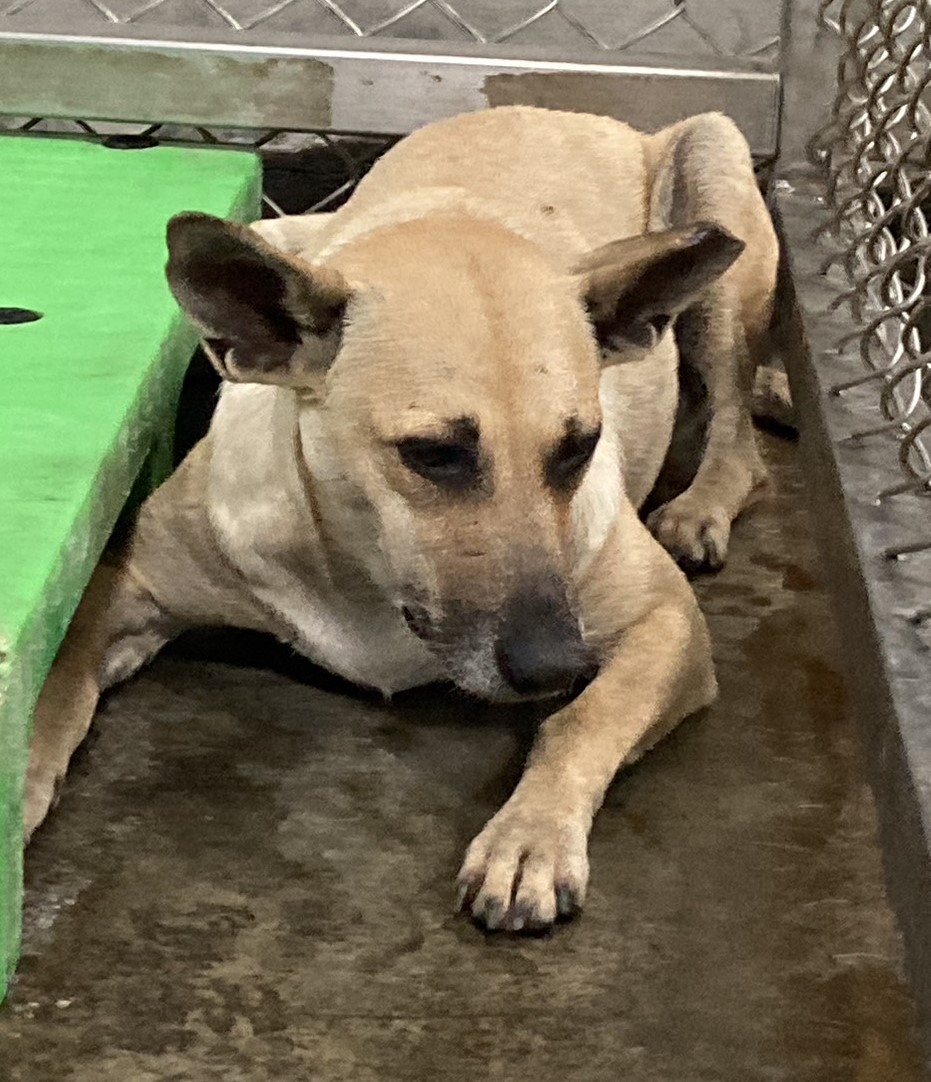 台東縣已領養狗 混種犬