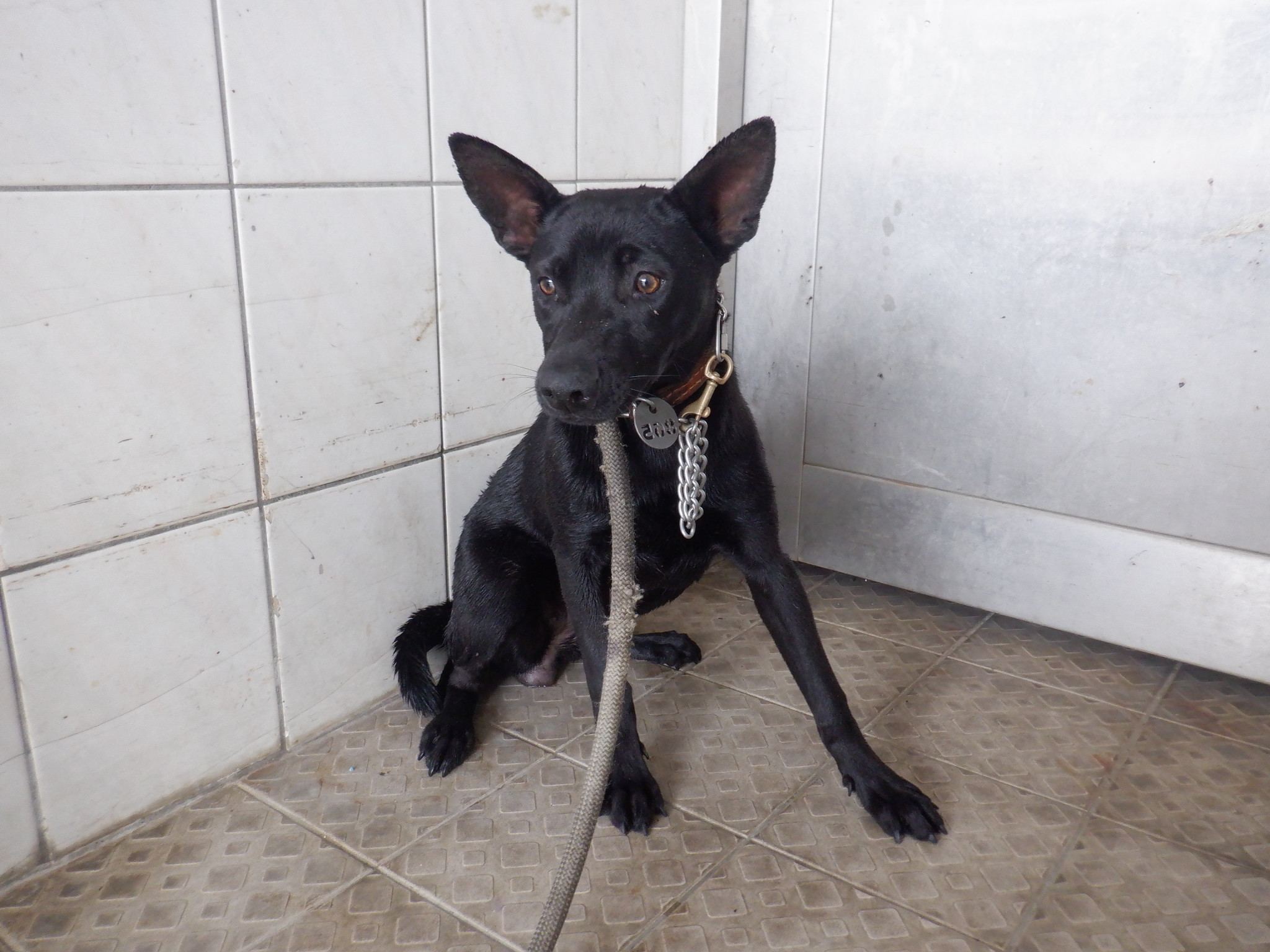 南投縣已領養狗 混種犬
