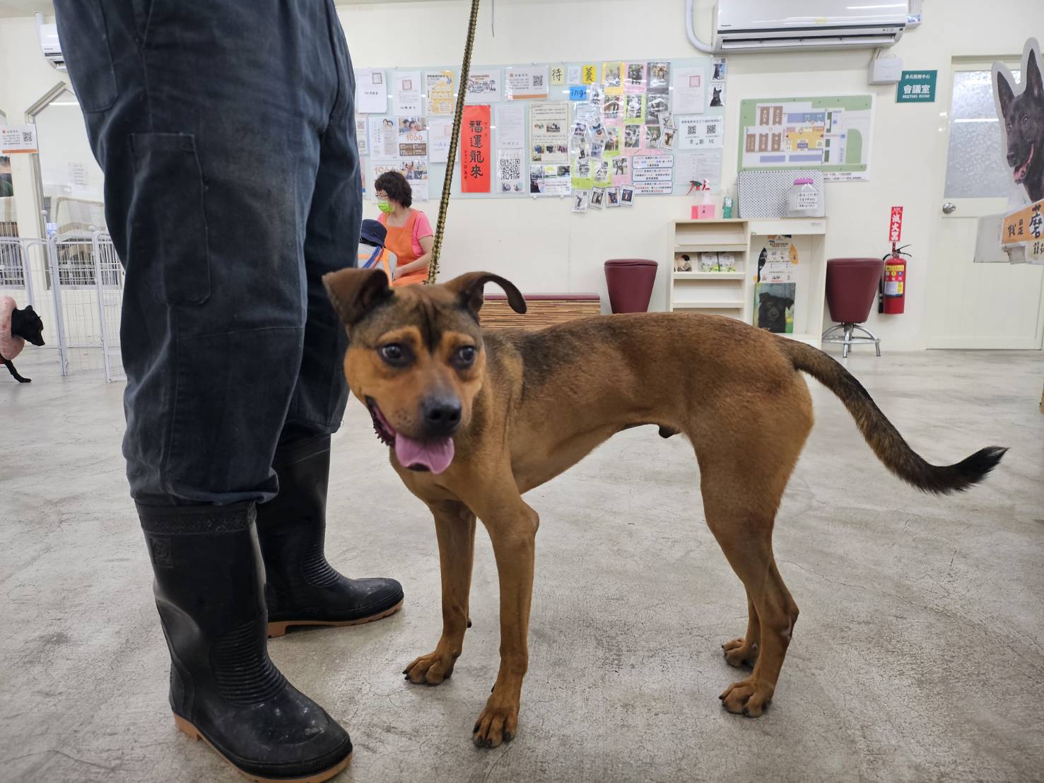 台北市已領養狗 混種犬