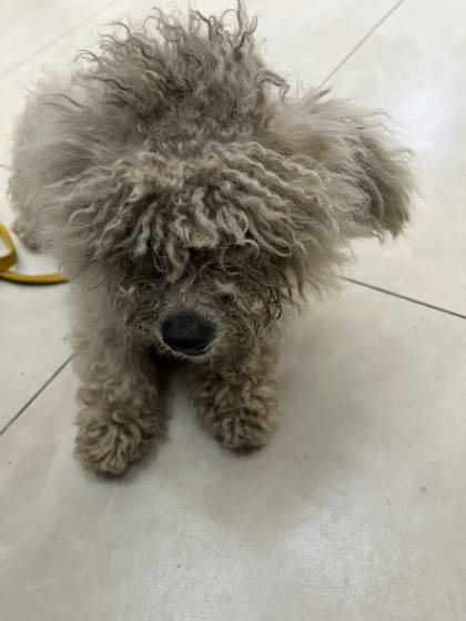 金門縣待認養狗｜比熊犬｜白色｜母