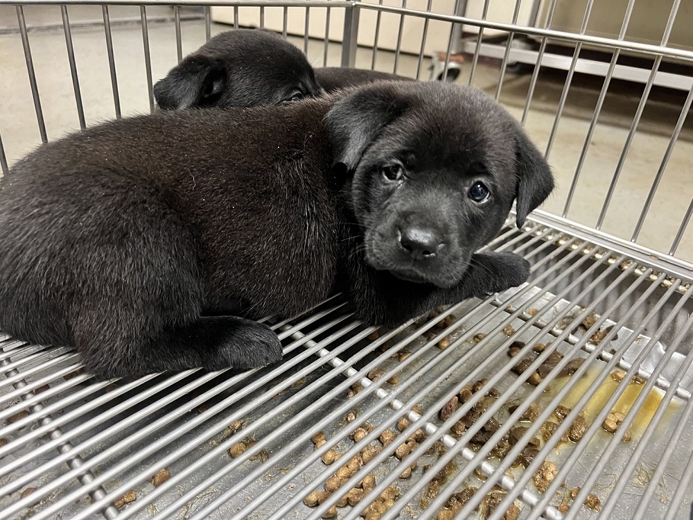 桃園市已領養狗 混種犬