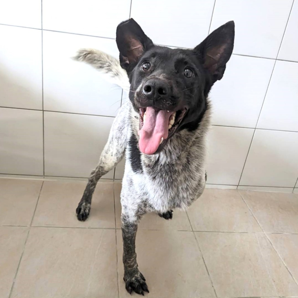 新竹縣已領養狗 混種犬