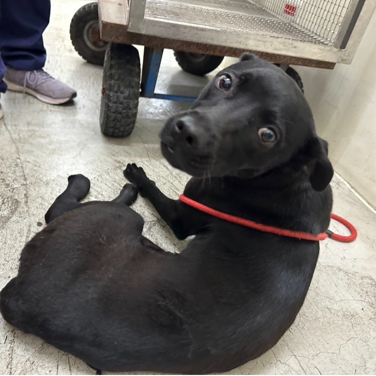 台北市已領養狗 混種犬