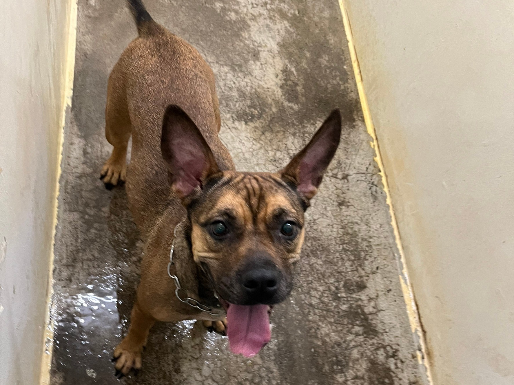 台北市已領養狗 混種犬