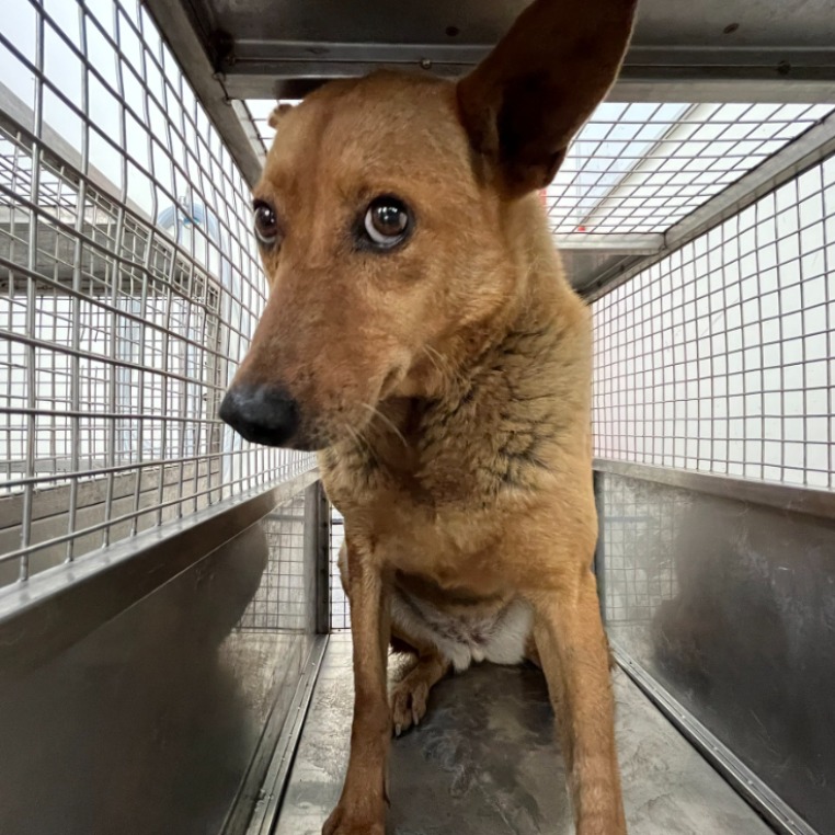 台北市已領養狗 混種犬