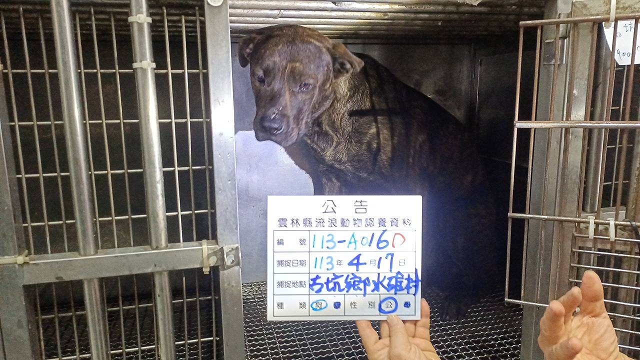 雲林縣已領養狗 混種犬