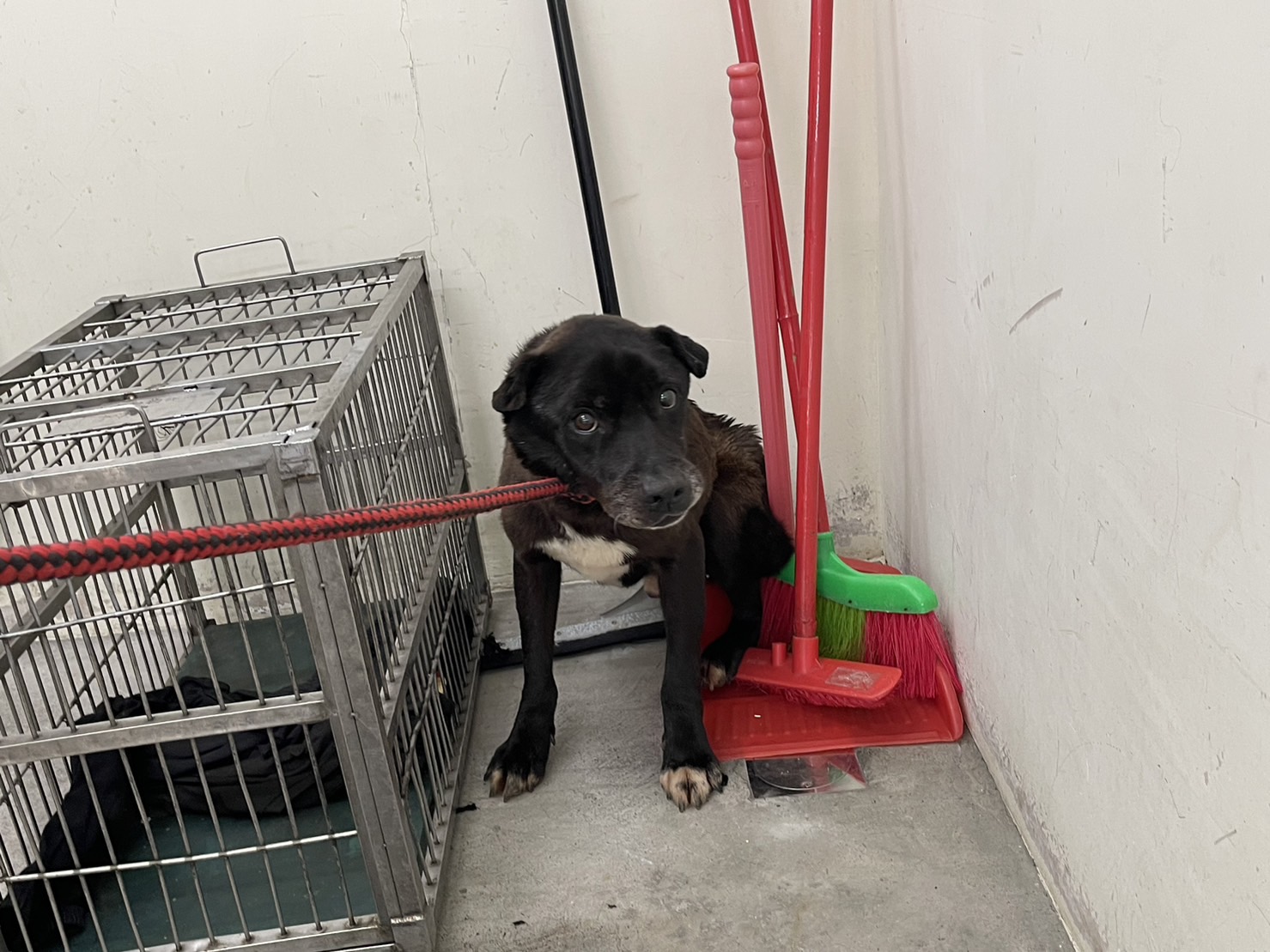 台北市已領養狗 混種犬