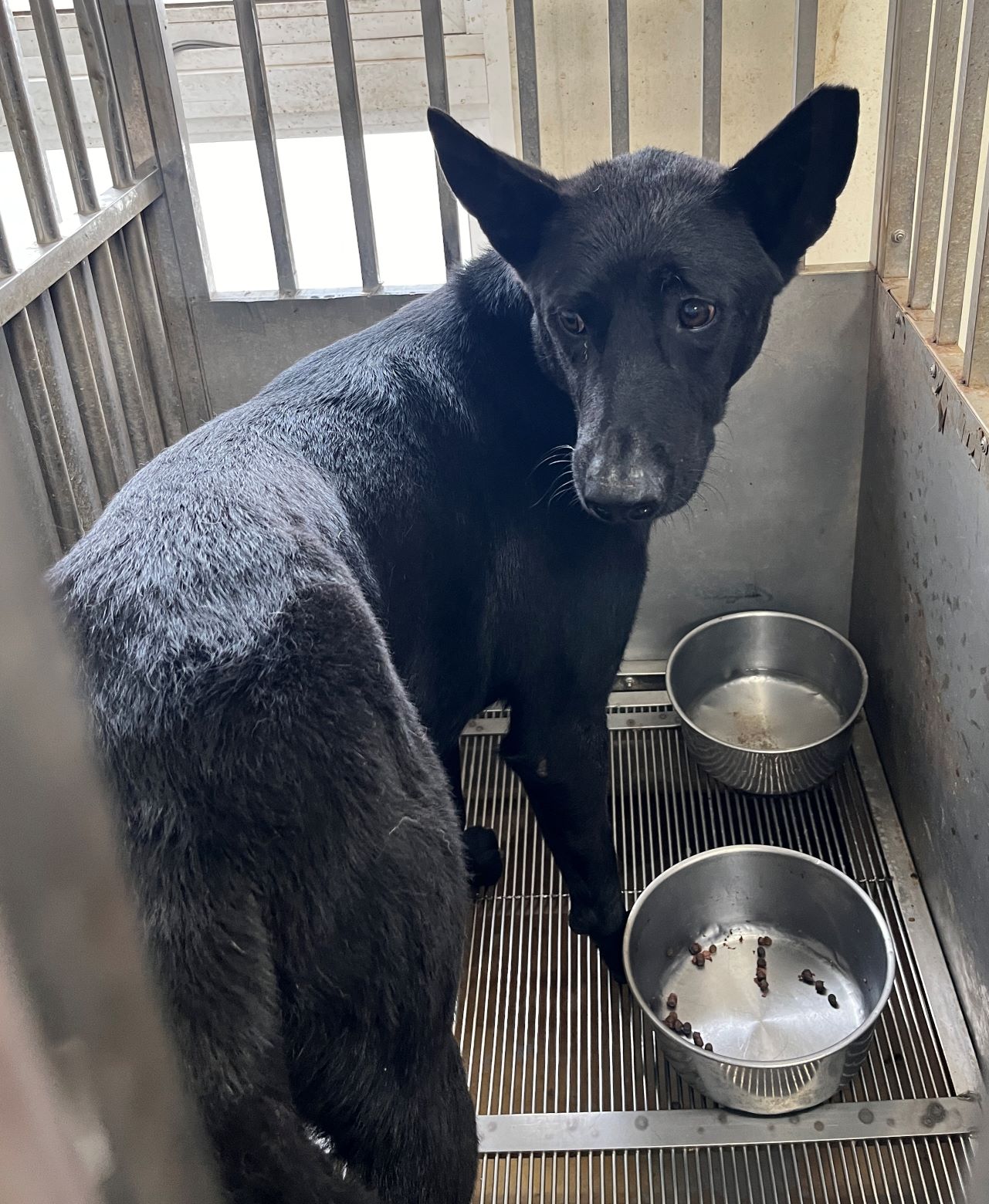 桃園市已領養狗 混種犬