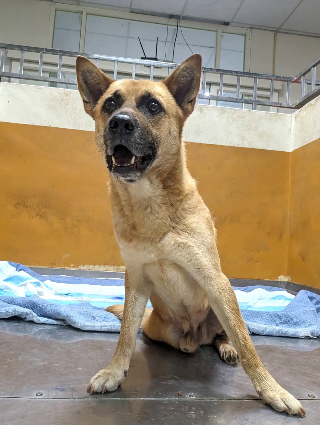 新竹縣已領養狗 混種犬