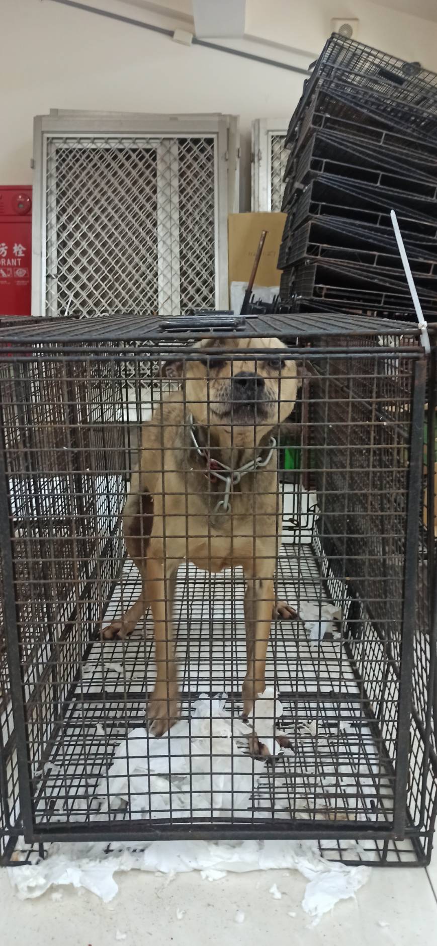 金門縣已領養狗 混種犬